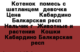 Котенок, помесь с шатланцем, девочка › Цена ­ 100 - Кабардино-Балкарская респ., Нальчик г. Животные и растения » Кошки   . Кабардино-Балкарская респ.
